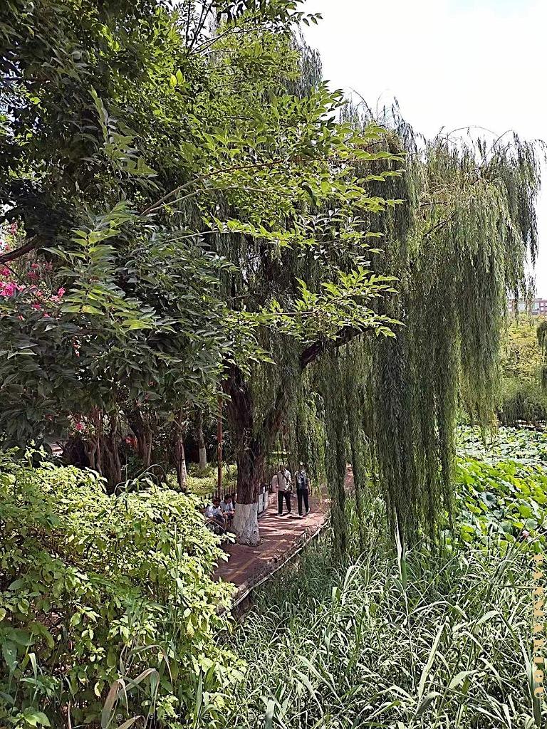 Kunming - Parc Cuihu - 46.jpg
